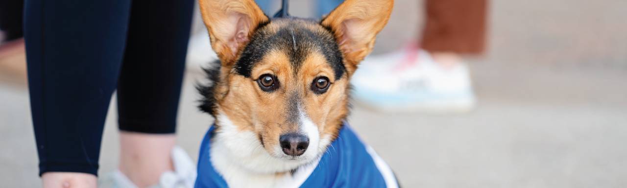 Corgi dog with GVSU jersey on